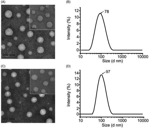 Figure 1. (A) TEM image and (B) particle size distribution of TMZ/CUR-NLCs (2:1). (C) TEM image of and (D) particle size distribution of blank-NLCs.