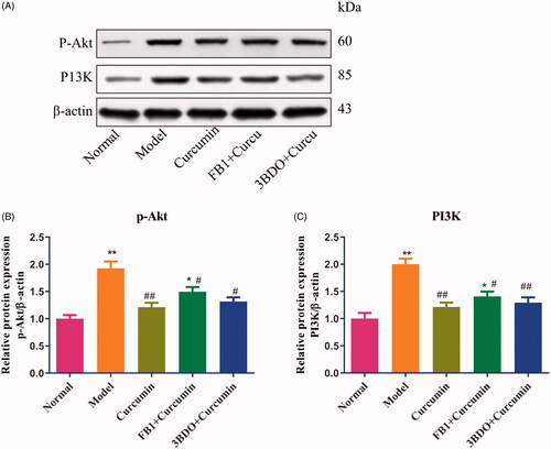 Figure 7. Effect of curcumin on PI3K and p-Akt proteins in MPC5 cells. (A) EMT-induced MPC5 cells were established and cultured in curcumin with or with fumonisin B1 or 3BDO. The levels of PI3K and p-Akt proteins from renal tissues were detected by Western blot and normalized to β-actin and then (B–C) relative band intensities were used in order to quantify PI3K and p-Akt proteins. *p < 0.05, **p < 0.01 vs. the normal group, #p < 0.05, ##p < 0.01 vs. the model group.