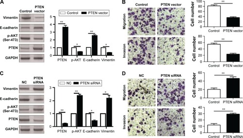Figure 6 MiR-216a promotes the migration, invasion, and EMT of OC cells by suppressing PTEN/AKT pathway.