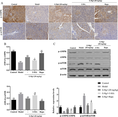 Figure 5 Effect of G-Rg1 on AMPK/mTOR pathway of the pancreas in STZ-induced diabetic mice. (A) Immunohistochemical and (B) quantitative analysis of p-AMPK and p-mTOR expressions in the pancreas of STZ-induced diabetic mice (scale bar=100 μm). (C) The protein levels of p-AMPK, AMPK, p-mTOR, and mTOR from each group in the pancreas were measured by Western blot. **P<0.01, compared with the model group; #P<0.05, ##P<0.01, compared with the G-Rg1 (20 mg/kg) group.