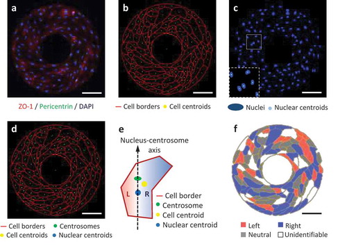 Figure 1. L-R biases of micropatterned hUVECs analyzed from the fluorescent images. (a) Immunofluorescence of hUVECs on a ring-shaped micropattern showing cell junctions (ZO-1, red), cell nuclei (DAPI, blue) and centrosomes (pericentrin, green). (b) Cell borders segmented from the ZO-1 channel in (a), shown with the calculated cell centroids (yellow). (c) Cell nuclei (blue) segmented from the blue channel in (a), shown with nuclear centroids (cyan). (d) Merged image for cell bias analysis, including cell borders (red), centrosomes (green), nuclear centroids (blue) and cell centroids (yellow). (e) A schematic of determination of the left (L) or right (R) cell bias according to the positioning of the cell centroid relative to the nucleus-centrosome vector. (f) Color-coded cells by their biases on the micropattern. Scale bars: 100 um.