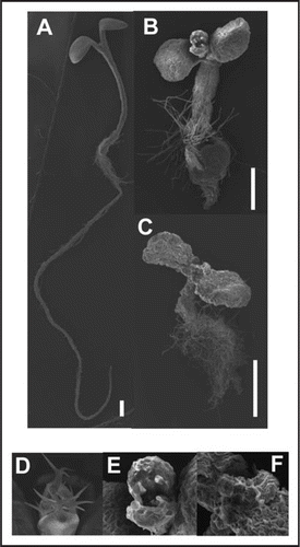 Figure 1 Scanning electron micrograph of one-week-old wild type (A and D), rsw2-1 stt3a-2 cgl1-T (B and E) and rsw2-1 rsw1-1 stt3a-2 cgl1-T (C and F) seedlings grown at 18°C. Severe growth defects in mutants are obvious. In shoot apical meristem (D–F), aberrant trichome development is seen in rsw2-1 stt3a-2 cgl1-T (E). In rsw2-1 rsw1-1 stt3a-2 cgl1-T (F), the meristem is transformed into unorganized mass of cells. Bars indicate 0.5 mm.