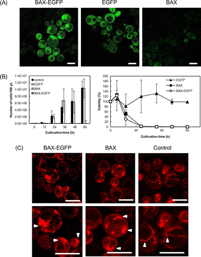 Fig. 1. Induction of apoptosis by recombinant Bax production.Note: (A) Production of human Bax driven by the galactose promoter in S. cerevisiae. BAX-EGFP denotes cells transformed with the pYES3/CT-BAX-EGFP plasmid, EGFP denotes cells with pYES3/CT-EGFP, and BAX denotes cells with pYES3/CT-BAX. Scale bar, 5 μm. (B) Viability of Bax-producing strains. CFUs of the Bax-producing strains (pYES3/CT-BAX, pYES3/CT-BAX-EGFP) and of control strains (pYES3/CT, pYES3/CT-EGFP) were counted after induction with galactose. Viability is represented as the percentage of CFUs obtained, as compared to the vector control, pYES3/CT. Error bars show standard deviations (n = 3). (C) Mitochondrial fragmentation observed by confocal microscopy. Mitochondria were stained by MitoTracker® Red CMXRos. Lower panel shows higher magnification of the images in the upper panel. Arrowheads indicate stained mitochondria. Scale bar, 5 μm.