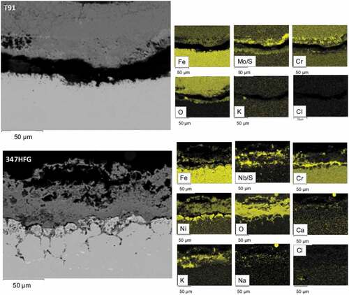 Figure 7. Backscattered images of T91-D1 and 347HFG-D1 on the left-hand side with respective EDX maps after 500 h exposure.