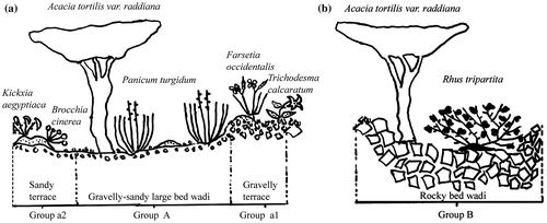 Figure 5. Topographic sequences of (A) the Acacia tortilis var. raddiana, Panicum turgidum and Foleyola billotii association and its two facies; and (B) the Acacia tortilis var. raddiana and Rhus tripartita association.