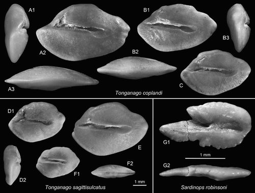 Figure 4. Anguilliform and clupeiform otoliths. A–C, Tonganago coplandi n.gen. n.sp., Cosy Dell, F45/f0396, Duntroonian, A = holotype (reversed), OU22833 (A1 = anterior view, A3 = ventral view); B,C = paratypes (B reversed), OU22834 (B2 = ventral view, B3 = anterior view). D–F = Tonganago sagittisulcatus (Schwarzhans Citation1980), OU22835, Cosy Dell, F45/f0396, Duntroonian (D2 = anterior view, F2 = ventral view). G, Sardinops robinsoni n.sp., holotype, OU22806, Cosy Dell, F45/f0396, Duntroonian (G2 = ventral view).