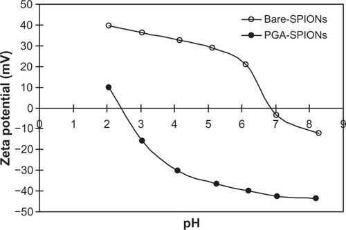 Figure 4 Zeta potential analyses of bare-SPIONs (a) and PGA-SPIONs (b) at different solution pH.Abbreviations: SPIONs, superparamagnetic iron oxide nanoparticles; PGA-SPIONs, poly(γ-glutamic acid)-superparamagnetic iron oxide nanoparticles.