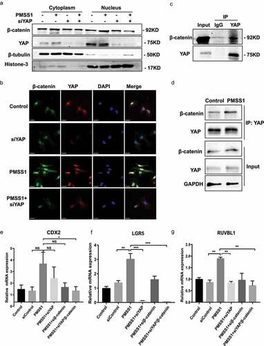 Figure 4. YAP is required for H. pylori-induced β-catenin activity. (a) Following transient transfection with YAP siRNA and infection with H. pylori, cytoplasmic and nuclear fractions of AGS cells were prepared. Then, Western blotting was used to assess YAP and β-catenin expression. (b) Immunofluorescence staining for YAP and β-catenin cellular localization in AGS cells infected with the H. pylori PMSS1 strain alone or in combination with YAP siRNA (scale bars, 25 μm). (c) Immunoprecipitation assay for endogenous interaction between YAP and β-catenin. (d) Following H. pylori infection, immunoprecipitation analysis was performed to assess the YAP interaction with β-catenin. (e-g) After knockdown of individual or combined YAP and β-catenin with siRnas, AGS cells were infected with the H. pylori PMSS1 strain. RT‒PCR analysis showing the mRNA levels of CDX2 (e), LGR5 (f) and RUVBL1 (g). ***, P < 0.001; **, P < 0.01; *, P < 0.05; NS, not significant.