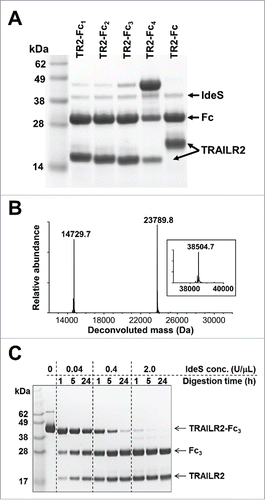 Figure 3. IdeS cleavage of TRAILR2-Fc variants and limited proteolysis of TRAILR2-Fc3. (A) Reducing SDS-PAGE of IdeS-treated TRAILR2-Fc (TR2-Fc) and variant constructs. Lanes 2 – 5 correspond to TRAILR2-Fc1 - Fc4 samples after treatment with IdeS for 1 h. Lane 6 is the parental TRAILR2-Fc construct treated in the same way. Sample loadings were 10 μg of protein per lane. (B) Intact mass spectra of IdeS-treated TRAILR2-Fc3 after deglycosylation and reduction. The experimentally observed masses were in good agreement with the calculated masses of fragments based on cleavage between Gly236-Gly237 in the Fc region (calculated TRAILR2 fragment mass: 14,729.5 Da; calculated Fc fragment mass: 23,791.9 Da). The inset shows the intact mass of untreated TRAILR2-Fc following deglycosylation and reduction (calculated mass: 38503.4 Da). (C) Reducing SDS-PAGE (10% Bis-Tris gel) analysis of TRAILR2-Fc3 digestion as a function of time and IdeS concentration. Concentration of TRAILR2-Fc3 was 2 mg/mL (52 uM) in all reactions, and sample loadings were 5 μg of protein per lane.