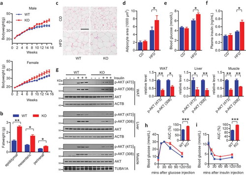 Figure 1. Ablation of Fundc1 promotes HFD-induced obesity and insulin resistance. (a) fundc1 KO mice and the corresponding WT littermates were fed with HFD, and the bodyweight was measured once every week (5 independent experiments, n > 10 for each group in each time). (b) Analysis of the masses of the indicated fat pads (*p < 0.05, **p < 0.01). (c) H&E staining of gonadal fat pads isolated from 15-week HFD- or CD-fed fundc1 KO and WT mice. Scale bar: 100 μm. (d) Analysis of adipocyte size. Data were obtained from three independent experiments and are expressed as the mean ± SEM (*p < 0.05). (e) Fasted blood glucose levels of CD- and HFD-fed WT and KO mice (n ≥ 7 for each group, *p < 0.05). (f) Fasted blood insulin levels of CD- and HFD-fed WT and KO mice (n ≥ 7 for each group, *p < 0.05). (g) Acute insulin sensitivity assay (AISA). Overnight-fasted HFD-fed WT and KO mice were injected with 0.75 U insulin/kg of bodyweight or saline. Lysates from white adipose tissue (WAT), liver and skeletal muscle of WT and KO mice were immunoblotted with the indicated antibodies. Grayscale values of the p-AKT (473), p-AKT (308) and AKT bands of WT and KO mice with insulin injection measured with ImageJ software are used to calculate the relative levels of p-AKT (473) and p-AKT (308) to AKT, shown in the right histograms (*p < 0.05, **p < 0.01). (h) GTT was performed on fasted HFD-fed WT mice and KO mice at different time points up to 120 min after injection of 1 g glucose/kg of bodyweight. Curves show blood glucose levels at the indicated times after injection of glucose. Histograms show area under curve (AUC, n = 5 for each group, ***p < 0.001). (i) ITT was performed on 6-h-fasted HFD-fed WT mice and KO mice at different time points up to 120 min after injection of 0.75 U insulin/kg of bodyweight. Curves show blood glucose levels at the indicated times after injection of insulin. Histograms show AUC (n = 5 for each group, ***p < 0.001).