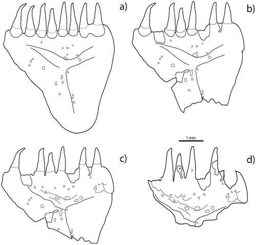Figure 1. Percentage of visible surface: (a) bone loss absent; (b) bone loss minimal (~25% is attacked); (c) moderate digestion (~50%); (d) heavy or extreme digestion (~75%).