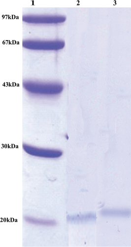 Figure 1. SDS-PAGE of purified cellulase.