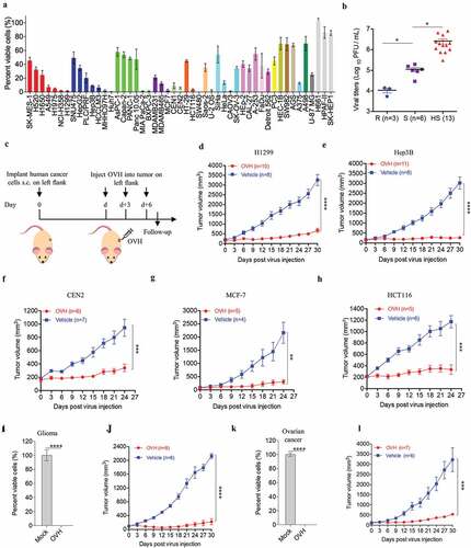 Figure 3. Oncolytic efficacy of OVH in vitro and in vivo. (A) Cell viability assay was performed on a panel of human tumor cell lines 72 h after virus infection (MOI = 1 PFU/cell). (B) Viral titers in selected infected cell lines exhibiting high sensitivity (HS, n = 13), sensitivity (S, n = 6) and refractory (R, n = 3) to OVH. (C) Timeline of treatment in BALB/c nu/nu mice. Arrows indicate corresponding time points. (D-H) Growth of vehicle- or OVH-treated tumor xenografts in nude mice. Mice were subcutaneously (s.c.) inoculated with H1299 (D), Hep3B (E), CEN2 (F), MCF-7 (G) or HCT116 (H) cells in the left flank and treated d days later with OVH. Tumor growth was monitored over a 24 ~ 30-day period. In D, E, d = 30; in F, G, H, d = 14. (I-L) Two human primary tumor cell lines were isolated from surgical tumor specimens of glioma and ovarian cancer patients and infected with OVH (MOI = 1) or vehicle for 72 h. Oncolytic efficacy of OVH against glioma in vitro (I) and in vivo (J) was observed. Oncolytic efficacy of OVH against ovarian cancer in vitro (K) and in vivo (L) was observed. In J, L, d = 14. The number of mice (N) used in the experiments is shown in the individual figures. All values are presented as the mean ± SEM. *P < .05, **P < .01, ***P < .001, ****P < .0001, ns, not significant by one-way ANOVA test for B, unpaired two-tailed Student’s t tests for I, K or repeated measure ANOVA for D-H, J, L