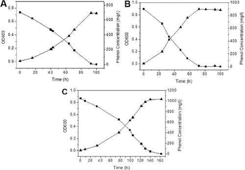 Figure 2. Growth kinetics of phenol degradation by Pseudomonas IES-Ps-1 in MM medium supplemented with phenol. (A) 700 mg/L, (B) 900 mg/L and (C) 1050 mg/L.