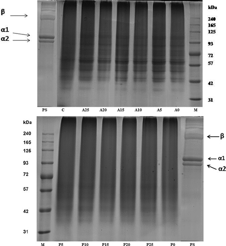 Figure 1. SDS-PAGE pattern of pretreated skin (PS) sample along with gelatin samples extracted using different levels of enzyme actinidin (A) and papain (P). A0/P0, A5/P5, A10, A15/P15, A20/P20, and A25/P25 refer to corresponding actinidin/papain enzyme level of 0, 5, 10, 15, 20, and 25 unit/g of skin, respectively. M: high-molecular-weight marker. C: control gelatin