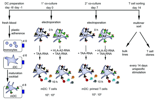 Figure 1. Time schedule of a de novo stimulation protocol for naïve CD8-enriched T cells with ivt-RNA-pulsed DC. The generation of DC of HLA-A2+ and HLA-A2- donors is started eight days before priming (day -8). Monocytes are isolated from PBMC by plastic adherence on day 0 and cultured for 6 d with GM-CSF and IL-4 to produce immature DC (iDC) which are then incubated with a maturation cocktail. After 48 h, mature DC (mDC) are harvested and used for the T cell priming (day 0). Mature DC of HLA-A2+ donors are electroporated with TAA-ivt-RNA and mDC of HLA-A2- donors are transfected with ivt-RNA encoding the allo-MHC molecule HLA-A2, in combination with ivt-RNA encoding the TAA. RNA concentrations depend on the MHC molecules and the TAA that are used. Ten hours after electroporation, priming (1°) is initiated by co-culture of autologous CD8-enriched T cells with ivt-RNA-loaded mDC in a ratio of 10:1. The second stimulation (2°) is performed seven days later (day 7) using freshly prepared ivt-RNA-pulsed mDC. On day 14, the TAA-specific HLA-A2-restricted T cell cultures are stained with multimer and sorted via fluorescence activated cell sorting. The sorted T cells are cloned in limiting dilution cultures or expanded as bulk lines. Thereafter T cells are non-specifically stimulated every 14 d.