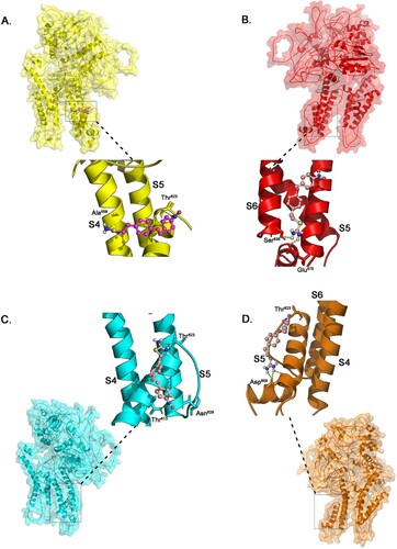Figure 4. Illustration of the docking simulation combining all KB-R7943 with KCNH2 with (a) wild type protein model (b) mutant Thr613Meth protein model (c) mutant Ser641Phe protein model (d) mutant Gly648Ser protein model.