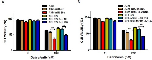 Figure 6 Overexpression of miR-26a and HMGB1 deficiency enhances the chemotherapeutic efficacy of dabrafenib in melanoma. A375 and MEL624 cells were transfected with miR-NC, miR-26a mimic, NTC shRNA, or HMGB1 shRNA, respectively. Chemotherapeutic efficacy of dabrafenib in melanoma cells regulated by (A) miR-26a and (B) HMGB1 were measured by CCK-8 test. **p < 0.01 compared with control group.