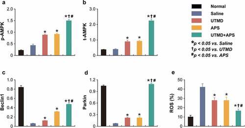 Figure 6. Chronic efficacies of combined APS microbubbles with UTMD on AMPK-dependent autophagic signaling in model rats. The protein relative expression of (a) p-AMPK, (b) t-AMPK, (c) Beclin1, (d) Parkin and (e) ROS content. All results showed as Mean ± SD (n = 3).* P < 0.05 vs. Saline group; † P < 0.05 vs. UTMD alone group; # P < 0.05 vs. APS alone group.