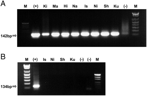 Figure 1. Expression of EBV genome and HIV mRNA. EBV transformation of LCLHIV (Is, Sh, Ku, Ni) and LCLN (Ki, Ma, Hi, Na) was confirmed by DNA PCR (A). The amplified EBV band was 142 bp. HIV infection was determined by RT-PCR (B). The expected HIV band was 134 bp; however, no band was observed.