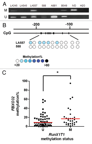 Figure 7 Methylation analysis of RunX1T1 promoter in 95 ovarian cancer patients. (A) Representative gel image of MSP analysis of RunX1T1 promoter in six ovarian cancer patients (LA345, LA540, LA557, 588, A881, B049). The MSP result is summarized in Table 1. Primer sets used is indicated in Figure 2B. M and U indicates the presence of methylated and unmethylated alleles respectively. IVD was used as positive control for methylation and water (H2O) was used as a negative control for PCR. (B) Selected samples with or without RunX1T1 promoter methylation (LA557 and 588) were selected for confirmation by bisulphite pyrosequencing. (C) Dot plot showing the association between methylation of RunX1T1 and another TGFβ/SMAD4 target gene, FBXO32 in the same cohort of ovarian cancer patients. Methylation of FBXO32 in this cohort of ovarian cancer patients was demonstrated previously by qMSP.Citation18 Current hypermethylation of RunX1T1 and FBOX32 was observed in this ovarian cancer patients cohort. *p < 0.05.