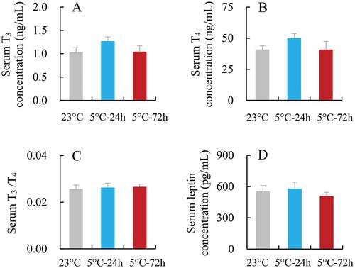 Figure 5. Serum T3 (a) and T4 concentration (b), and the ratio of T3/T4 (c), and serum leptin concentration (d) in striped hamsters subjected to repeated cold (5°C) and warm (23°C) temperature cycles. 23 oC, animals maintained at room temperature (23°C) throughout the experiment. Cold-24 h and Cold-72 h, animals exposed to 6 cold and warm temperature cycles (24 h at 5°C followed by 6 days at 23°C, and 72 h at 5°C followed by 4 days at 23°C) from the 2nd to 7th week of the experiment. Data are means ± s.e.m.