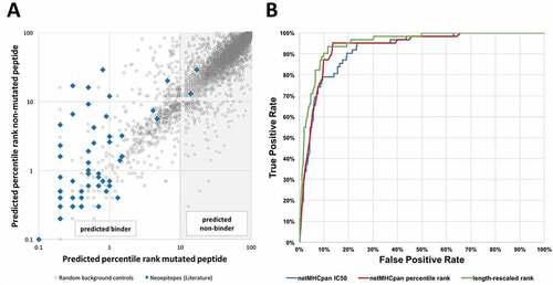Figure 2. HLA class I binding affinity of neoepitopes is an excellent predictor of immunogenicity. (A) Predicted affinities for mutant and non-mutant peptide pairs of a benchmark set of epitopes and background control peptides. HLA binding predictions were performed using NetMHCpan and predicted percentile ranks of mutated peptides were plotted against those of non-mutated peptides. A threshold of 10 percentile ranks was determined to discriminate epitopes (blue squares) from background control peptides (grey dots). (B) ROC curves of different NetMHCpan binding prediction methods. Performance of the different NetMHCpan prediction methods IC50 (blue), percentile rank (red), and length-rescaled ranks (green) was assessed and prediction based on length-rescaled ranks was found to outperform the other methods