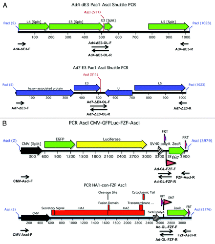 Figure 8. Construction of E3 shuttle plasmids and transgenes. In order to create replication-competent vectors, the nonessential E3 were genes replaced with either a HA1-con expression cassette or a GFPLuc fusion gene. The PCR products that were used to create the shuttle plasmids for Ad4 and Ad7 are shown (A). Both of the overlapping PCR products were designed to flank the E3 genes and contained unique AscI sites. The AscI flanked transgene expression cassettes are shown (B). The CMV expression cassettes were fused to a FRT flanked zeocin gene for selection of recombinants and ultimate removal by FLP recombinase.