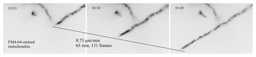 Figure 4. Time-lapse image acquisition. Three frames extracted from Video S2. Inverted contrast epifluorescence images of a hyphal tip cell stained with FM4–64, which labels the thread-like mitochondria of the tip region. The reason why, in many filamentous fungi, FM4-64 labels the membranes of mitochondria, in addition to labeling endocytic membranes, is unknown.