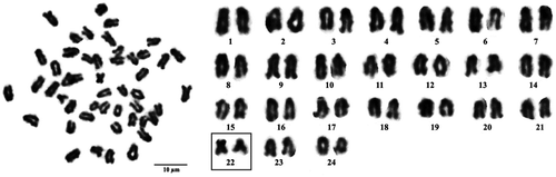 Figure 2. Metaphase chromosome plate (left) and karyotype (right) of Epinephelus coeruleopunctatus, with two submetacentric (boxed) and 46 telocentric chromosomes.