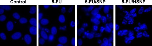 Figure 6 Cell apoptosis observed by Hoechst 33342 staining.Notes: Cells were treated with 5-FU, 5-FU/SNP, and 5-FU/HSNP for 24 hours, subsequently stained, and observed under UV light or white lightAbbreviations: 5-FU, 5-fluorouracil; HSNP, hyaluronic acid-conjugated silica nanoparticles; SNP, silica nanoparticles; NP, nanoparticles.