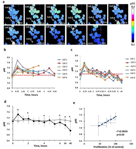 Figure 2. pHi in HeLa-SypHer2 cells treated with Taxol. (a) Representative time-course microscopic images of pHi in the same cells. Time after adding the drug is indicated on each image. Bar is 50 μm (applicable to all images). Dying cells 2 and 6 indicated on the images with arrows. (b) Quantification of pHi in Taxol-treated and control cells. (c) Correlation between pHi and cell proliferation under Taxol exposure. (d) Dynamics of pHi in individual dying cells. (e) Dynamics of pHi in individual viable cells with inhibited proliferation. Mean ± SD, n = 50. *, p ≤ 0.05