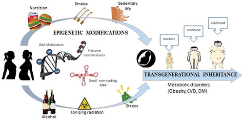 Figure 1. Epigenetic modifications induced by nutrition, hyperglycemia, smoking, radiation, psychological stress, alcohol consumption, etc. can lead to range of long-term metabolic disorders in offspring.