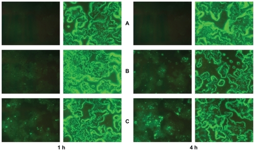 Figure 11 Fluorescence microscopic evaluation of NBD-labeled liposome and liposomal 18% F127 in KB cells after 1 and 4 hours treatment at 37°C. Left panels indicate cells visualized in the fluorescence mode; right panels indicate the same fields in the phase-contrast mode. A) Treated with no formulation. B) Treated with NBD-labeled liposome. C) Treated with NBD-labeled liposomal 18% F127 gel.Abbreviations: F127, Pluronic® F127; NBD, nitro-benzoxadiazol.