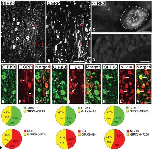 Figure 1 GIRK3 co-localizes with neuronal markers in control DRGs. (A, B) Arrows indicate the neurons expressing GIRK3 (A) and CGRP (B). (C) High magnification immunofluorescence micrograph shows punctate distribution of GIRK3-LI in the cytoplasm surrounding the nucleus. The dashed line indicates cellular border. The asterisk indicates nucleus. (D) GIRK3+ signal is absent after pre-incubation of the antibodies with 10−6 M immunogen in the absorption test. (E–M) GIRK3-LI (E, H, K) co-localizes with CGRP (F), IB4 (I) and NF200 (L) indicated by the arrows, respectively. (G), (J) and (M) are merged images. (N) Pie-graphs show the proportion of co-localization of GIRK3 with each marker in control DRGs. The labeled number indicates counted NPs. Scale bars indicate 100 μm (A, B), 50 μm (E–M) and 20 μm (C, D).