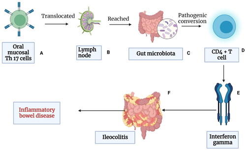 Figure 4. Periodontal tissues are massive producers of Th-17 cells which undergo pathogenic conversion in the gut, and this causes IFN-γ-producing Th1-like CD4+ T cells. Some oral bacteria that enter the gut increases the conversion of oral Th17 TEM cells into the IFN-γ-producing Th17/Th1 cell (pathogenic Th17 cells). Gut-migrated oral pathogenic Th17 cells in turn increase the inflammation in the gut and activate the gut-colonized oral microbiota, exacerbating colitis and other GIT diseases. Evidence has shown that oral pathobiont-reactive T cells that arise during periodontitis are colitogenic and are a potential cause of many GIT disorders such as inflammatory bowel disease (IBD) (Created in Biorender).