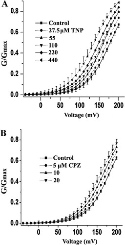 Figure 3.  Conductance–voltage (G–V) curves for the TNP (A) and CPZ (B) activation of the channel. Each point represents mean±S.E. from at least five experiments. The G–V curves were fitted with the Boltzmann distribution G/Gmax=1/[1 + exp((V−V1/2)/k)], where k is a factor affecting the steepness of the relationship, and V1/2 is the voltage at which the conductance (G) is half the maximum conductance (Gmax). The error bars for each data point between the control and the maximal concentration of TNP and CPZ are omitted for clarity.