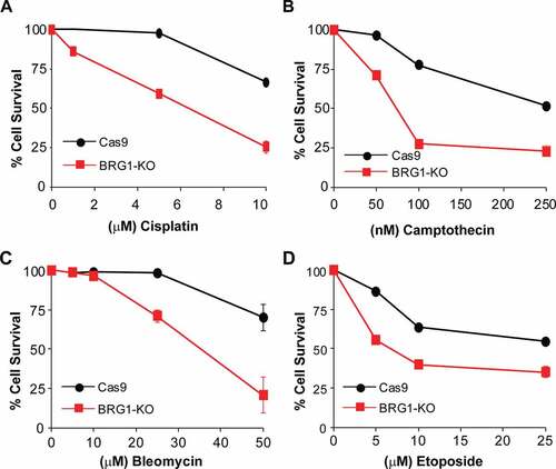 Figure 5. Inactivation of BRG1 renders cells sensitive to chemotherapeutic agents. Control cells (Cas9) and cells lacking BRG1 (BRG1-KO) were treated with increasing concentrations of (a) bleomycin, (b) camptothecin, (c) cisplatin, or (d) etoposide for 4 days and cell viability was measured by the MTT assay. All experiments were done in triplicate and each point represents averages of three independent experiments ± SD (* p < 0.05, ** p < 0.01, *** p < 0.001 by student t test)