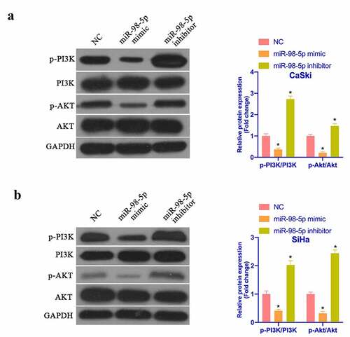 Figure 5. MiR-98-5p inhibits the activation of PI3K/Akt pathway in CC. (a & b) Western blot to detect PTEN, PI3K and Akt protein expression in CaSki and SiHa cells in the NC, miR-98-5p mimic and miR-98-5p inhibitor groups. The values presented as mean ± SD (n = 3). One-way ANOVA was applied to calculate the significance of each group, with Tukey’s test for corrected variance. Vs. NC group, *P < 0.05