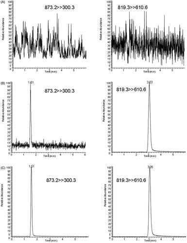Figure 3. SRM chromatograms of thonningianin A and IS in a blank plasma sample (A), a blank sample spiked the analyte (LLOQ) and IS (B), and a plasma sample at 0.083 h after oral administration of 20 mg/kg thonningianin A (C).