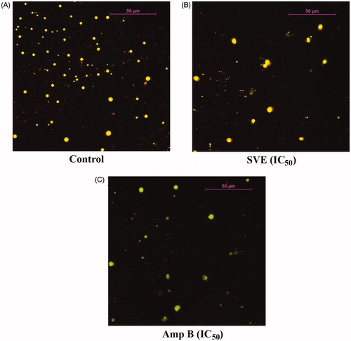 Figure 3. Antileishmanial activity of SVE against Leishmania donovani promastigotes was visualized through observation under fluorescence microscope after staining with acridine orange. Result shows that Leishmania donovani promastigote numbers were significantly reduced after treatment with IC50 dose of SVE (B), and IC50 dose of standard drug amphotericin B (C) with respect to untreated control (A). Pictures were obtained from 20 different fields of the same treatment and best pictures were presented here.
