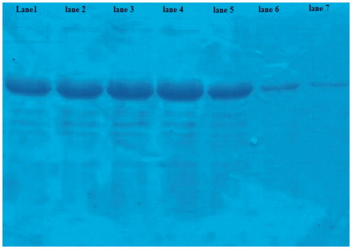Figure 2. Protein adsorption to nanoparticles was measured by SDS-PAGE. Lane 1, 2, and 3: EsxV to nanoparticles ratio was 1:1 and measured after 10, 30 minutes, and overnight. Lane 5, 6, and 7: amount of nanoparticles increased to 3-fold. The lane 4 was unbound protein.