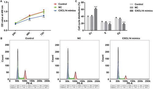 Figure 2. Effects of CXCL14 overexpression on proliferation of TCA-8113 cells. (A) Cell Counting Kit-8 assay was used to detect proliferation of TCA-8113 cells. Cell cycle analysis (B) and Cell cycle distribution (%) (C) of TCA-8113 cells after CXCL14 overexpression. **P < 0.01, ***P < 0.001 versus NC. NC, negative control. All results were confirmed in at least three independent experiments.