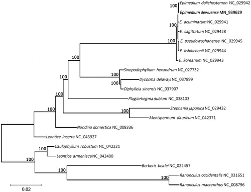 Figure 1. Phylogenetic tree produced by Maximum Likelihood (ML) analysis base on chloroplast genome sequences from 20 species of Berberidaceae, Menispermaceae and Ranunculaceae. Shown next to the nodes are bootstrap support values based on 1000 replicates.