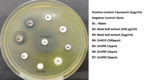 Figure 7. Antibacterial activity against the Pseudomonas fluorescens, biofertilizer strain.