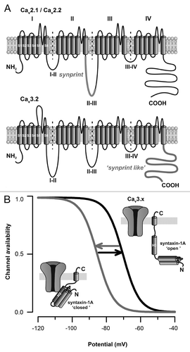 Figure 1. SNARE proteins modulate high- and low-voltage-gated calcium channels via distinct molecular determinants. (A) Membrane topology of voltage-gated calcium channels highlighting the localization of the synprint site located within the intracellular linker between domains II and III of Cav2.1/Cav2.2 channels (top panel), and the “synprint like” domain of Cav3.x channels (bottom panel) located within the C-terminal domain of the channel. (B) Voltage-dependence of Cav3.x channel availability during the conformational switch of syntaxin-1A.