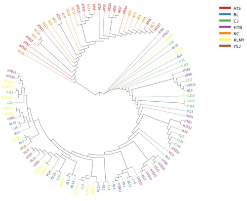 Figure 3. Phylogenetic trees of 106 samples based on the analysis of 300105 SNPs.