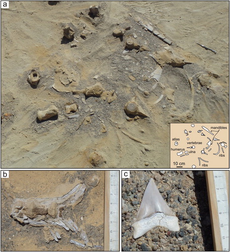 Figure 5. Fossil vertebrates from Ct1a facies association. (a) Disarticulated skeleton of Squalodelphinidae indet. (toothed whale); (b) caudal fin of cf. Thunnus sp. (bony fish); (c) tooth of Carcharocles chubutensis (shark).