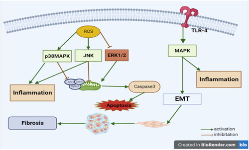 Figure 6. The involvement of the MAPK signaling pathway in the pathogenesis of lung injury.