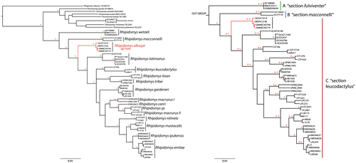 Figure 7. Left. Phylogeny of Rhipidomys. Tree based on Bayesian Inference, derived from the analysis of the cytochrome b. The * represent posterior probabilities values greater than 0.95. The new species (R. albujai) is red. Right. Expansion of the genus Rhipidomys corresponding section; three clades (A–C) are identified, each corresponding to the three sections which are grouped species of the genus Rhipidomys: A – fulviventer, B – macconnelli, C – leucodactylus.